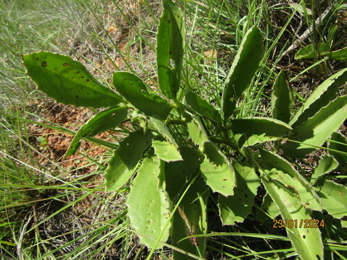 Cyphostemma dasypleurum