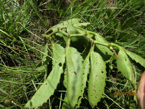 Cyphostemma dasypleurum
