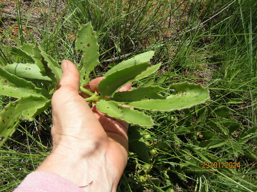Cyphostemma dasypleurum