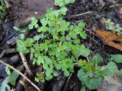 Pilea peploides major