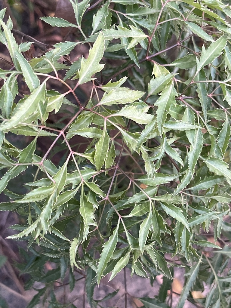 Ming Aralia
