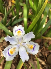 Iris japonica