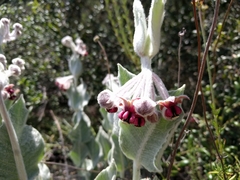 Asclepias californica californica