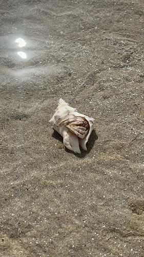 Red Sea Land Hermit Crab