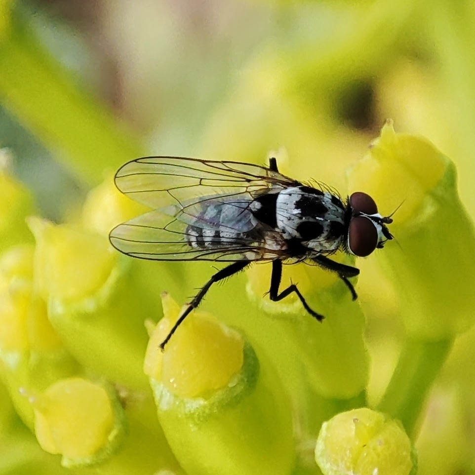 Anthomyia quinquemaculata