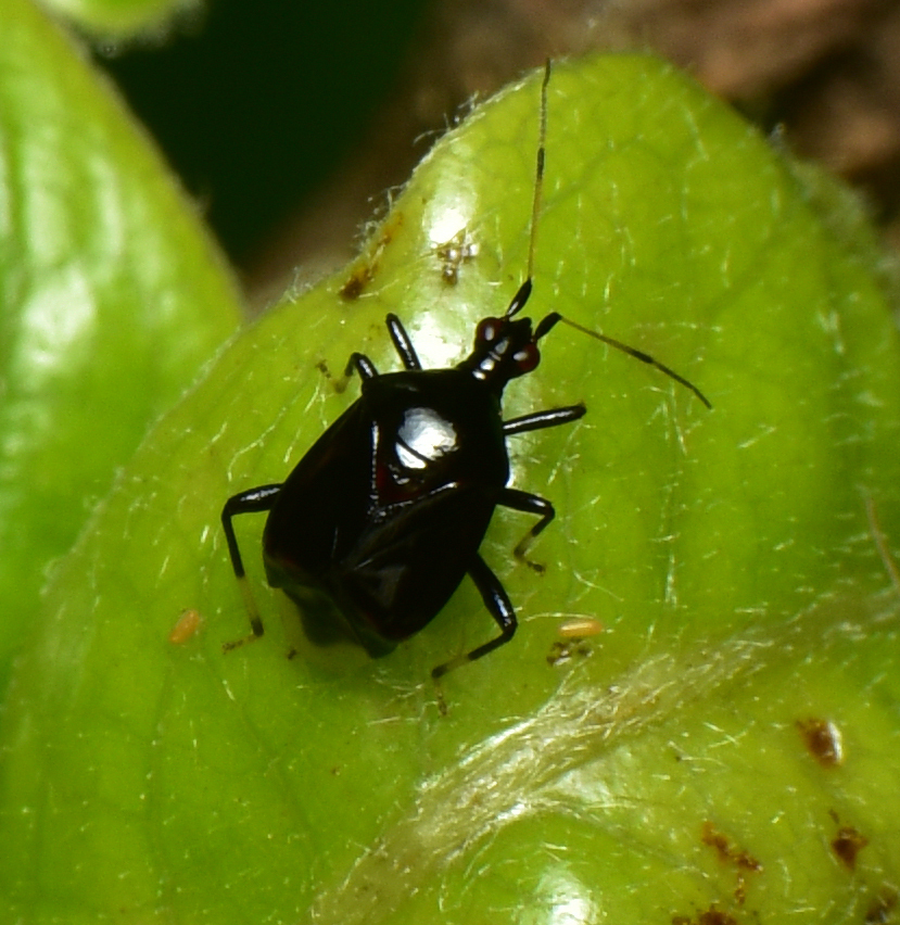 Fingulus atrocaeruleus