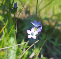 Gilia clivorum