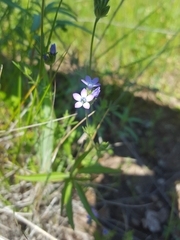 Gilia clivorum