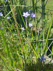 Gilia clivorum