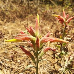 Castilleja integrifolia