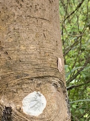Creatonotos transiens vacillans