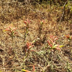 Castilleja integrifolia