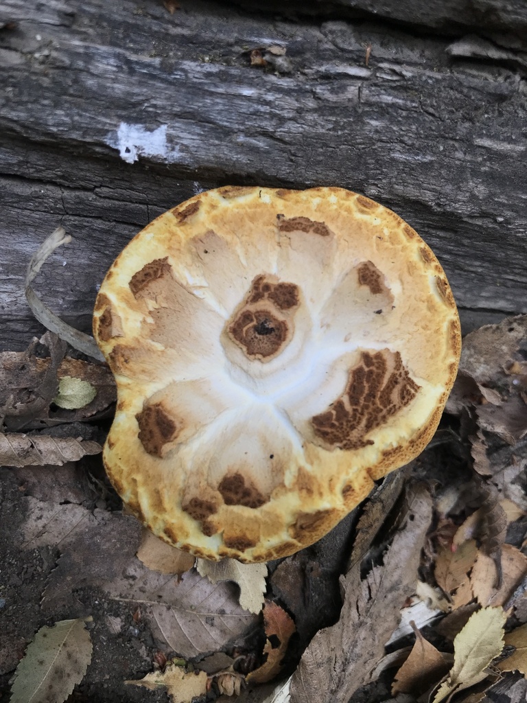 Fomitopsis maculatissima · January 2024 · photo: © tutitah (iNaturalist, cc0)