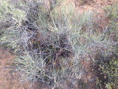 Ephedra nevadensis