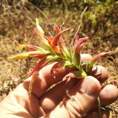 Castilleja integrifolia