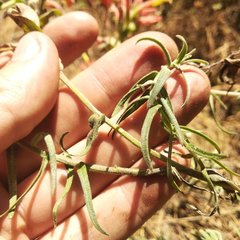 Castilleja integrifolia