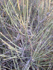 Ephedra nevadensis