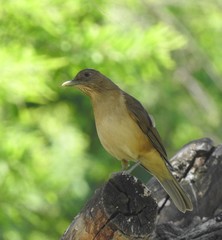 Turdus grayi