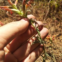 Castilleja integrifolia