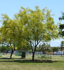 Parkinsonia aculeata