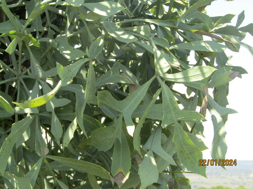 Cussonia transvaalensis, photograph 5
