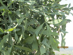 Cussonia transvaalensis, photograph (c) Antoinette Eyssell Knox, some rights reserved (CC BY-SA)