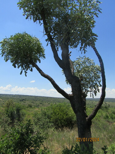 Cussonia transvaalensis, photograph 4