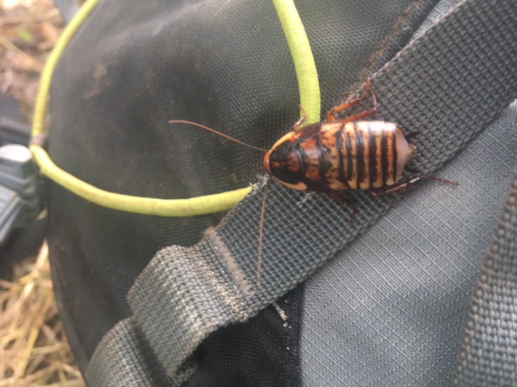 Pseudoderopeltis from Bagamoyo, TZ on January 19, 2024 at 0125 PM by