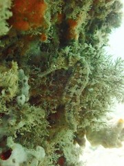 Hippocampus subelongatus