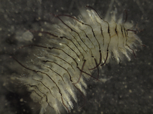 Subadyte pellucida