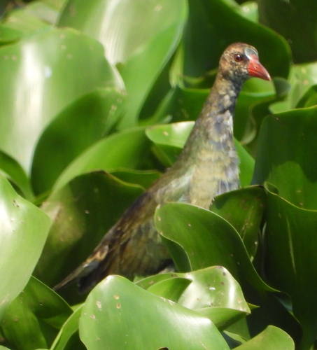 Calamoncillo africano (Porphyrio alleni)