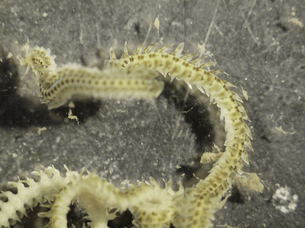 spotted leafworm