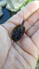 Lepidurus apus apus