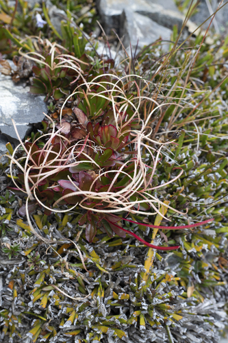 Epilobium crassum (Epilobium crassum)