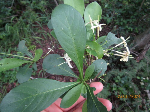 Pavetta gardeniifolia, photograph 3