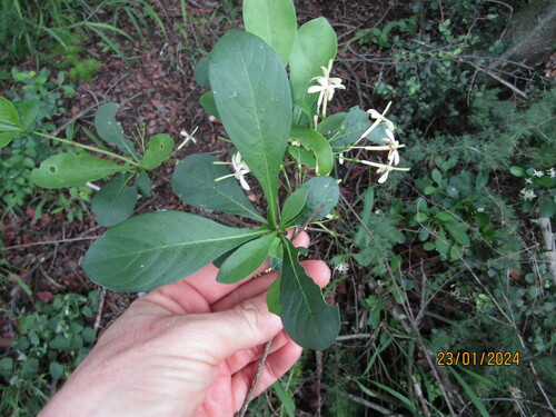 Image of Pavetta gardeniifolia by (c) Antoinette Eyssell Knox, some rights reserved (CC BY-SA)