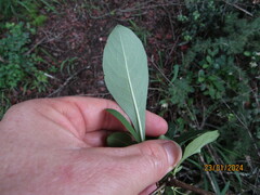 Pavetta gardeniifolia, photograph (c) Antoinette Eyssell Knox, some rights reserved (CC BY-SA)