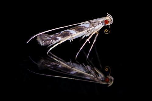 Acrocercops transecta