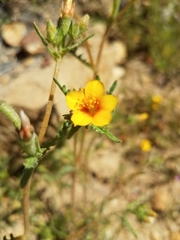 Mentzelia pectinata