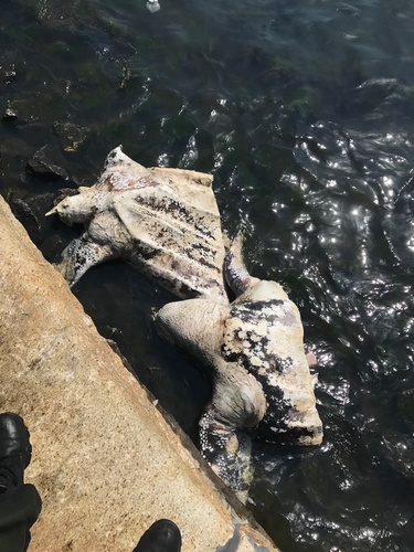 Leatherback Sea Turtle photographed in New York