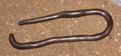 Afrotyphlops bibronii