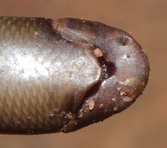 Afrotyphlops bibronii