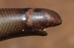 Afrotyphlops bibronii