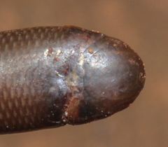 Afrotyphlops bibronii