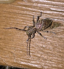 Plectrura spinicauda