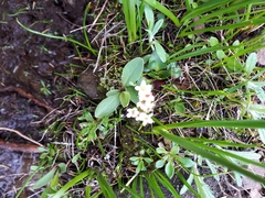 Micranthes integrifolia