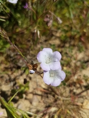 Phacelia douglasii