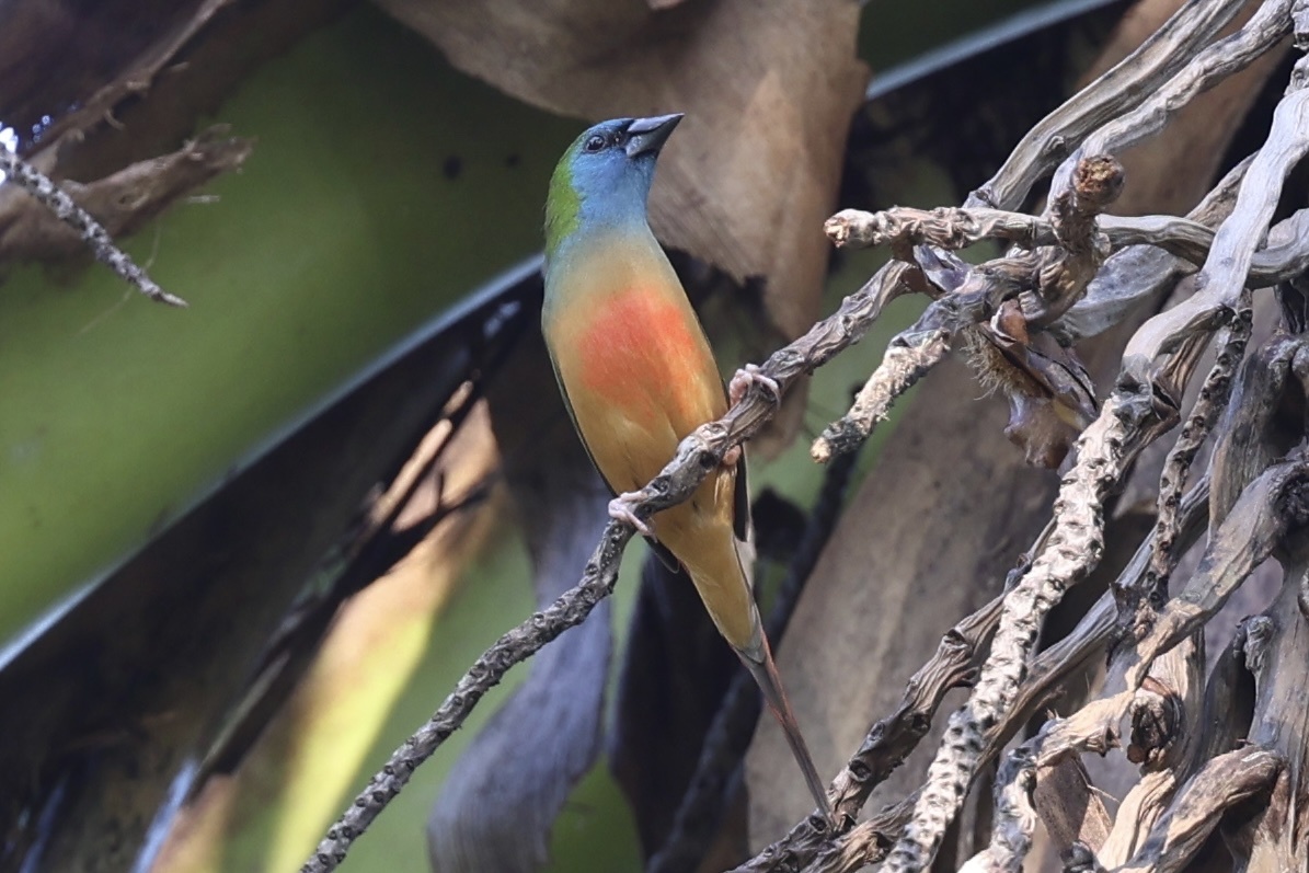 Pin-tailed Parrotfinch