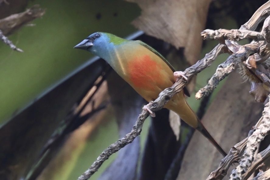 Pin-tailed Parrotfinch