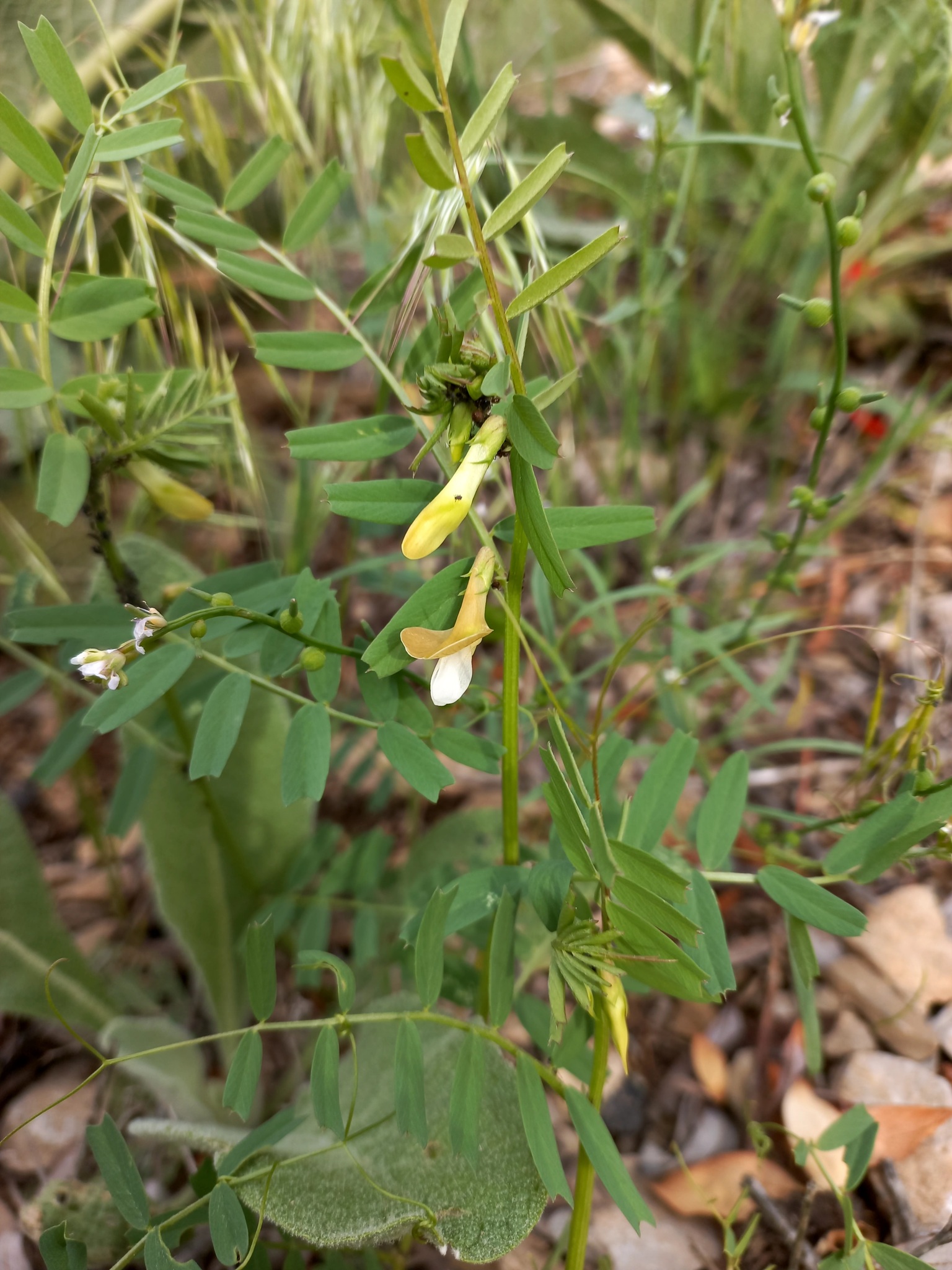 Vicia hyrcanica